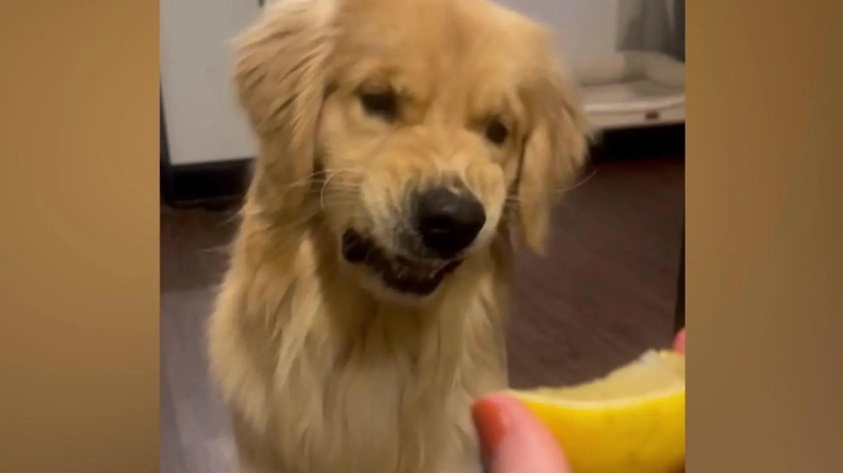 Golden Retriever gegen Zitrone