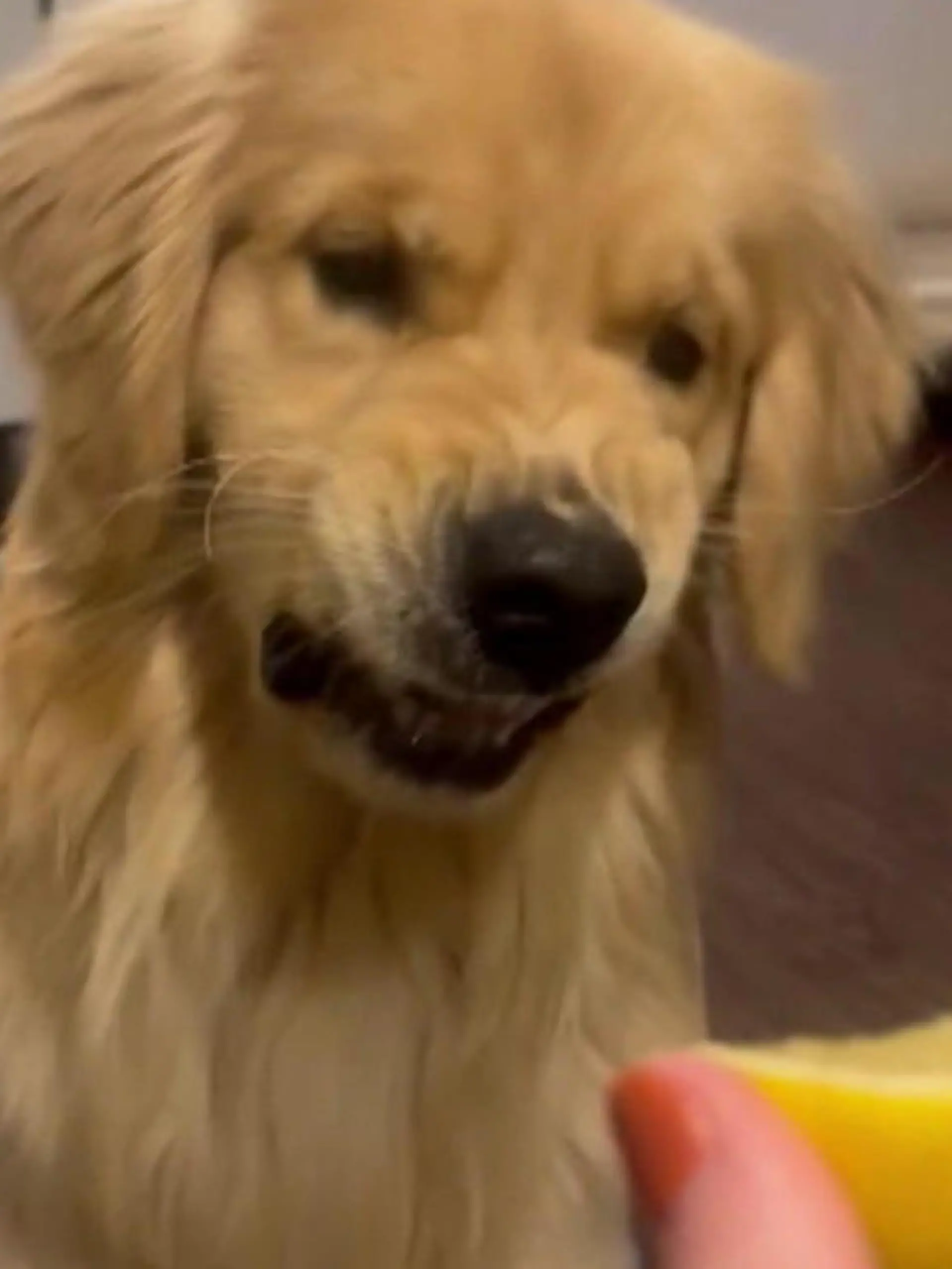 Dieser Golden Retriever aus Massachusetts bringt sein Frauchen ordentlich zum Lachen. Der süße Vierbeiner versucht eine Zitrone zu essen Doch er kann sich nicht entscheiden, ob er die gelbe Frucht nun mag oder nicht. Hach, er hat es aber auch nicht leicht.