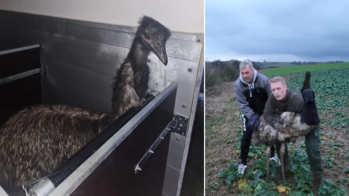 Zuerst sichteten Anwohner den Laufvogel im Bereich des bayerischen Pflaumheim. Einem Jagdpächter fiel der auffällige Vogel gegen 16.30 Uhr am Aschaffenburger Weg, im Bereich des Stutzhofes auf.