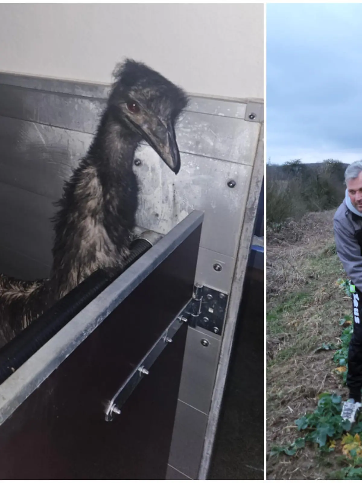 Zuerst sichteten Anwohner den Laufvogel im Bereich des bayerischen Pflaumheim. Einem Jagdpächter fiel der auffällige Vogel gegen 16.30 Uhr am Aschaffenburger Weg, im Bereich des Stutzhofes auf.