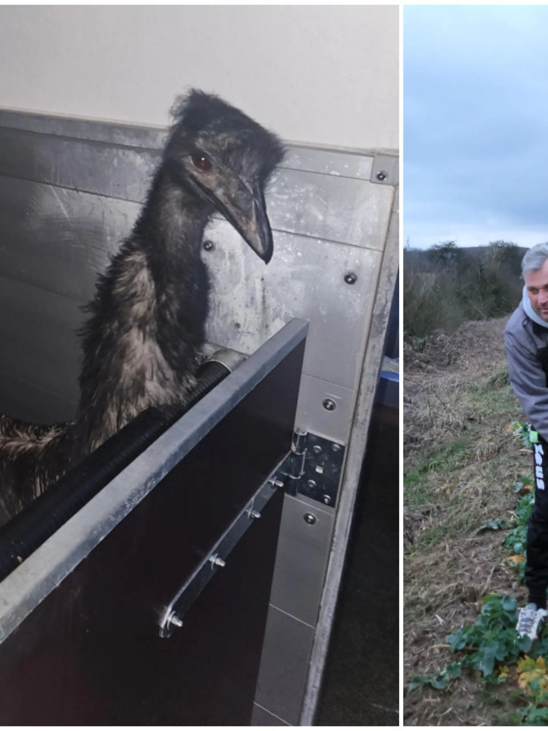 Zuerst sichteten Anwohner den Laufvogel im Bereich des bayerischen Pflaumheim. Einem Jagdpächter fiel der auffällige Vogel gegen 16.30 Uhr am Aschaffenburger Weg, im Bereich des Stutzhofes auf.