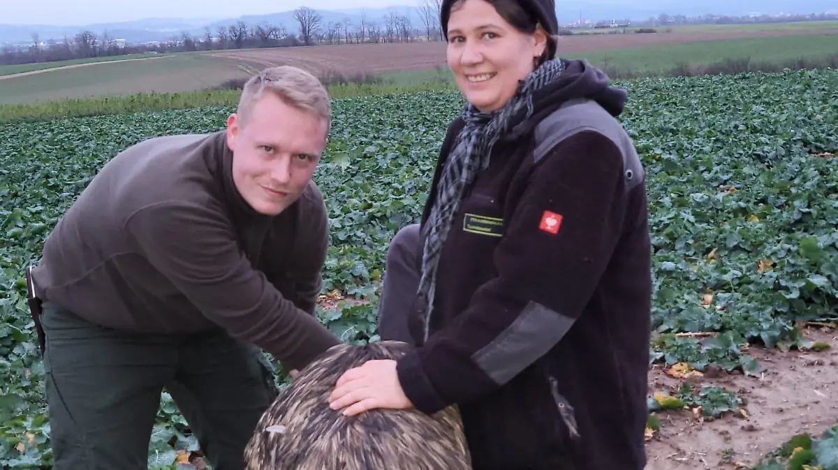 Wenn Sie Ihr Tier auf dem Foto erkennen oder Hinweise auf den ursprünglichen Besitzer geben können, werden Sie gebeten sich bei der Straußenfarm Tannenhof in Schaafheim unter der Rufnummer 0151-40740936 zu melden.