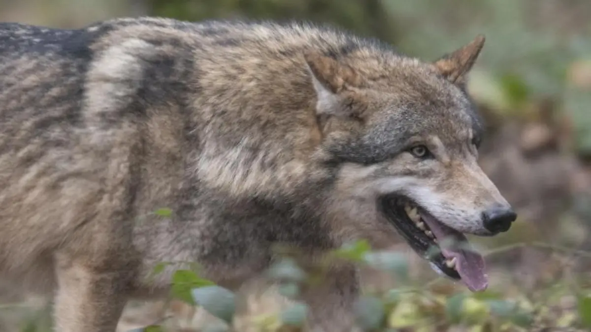 Wolf