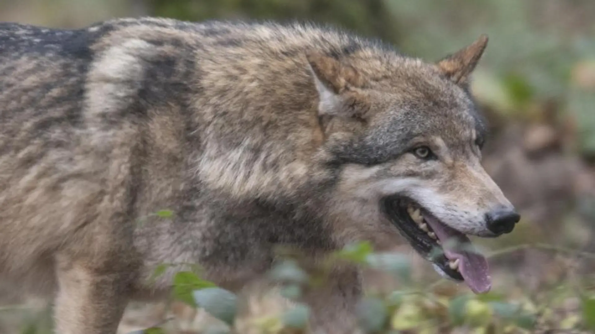 Wolf