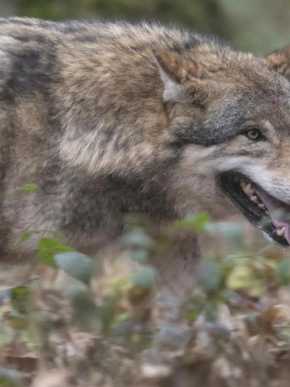Wolf