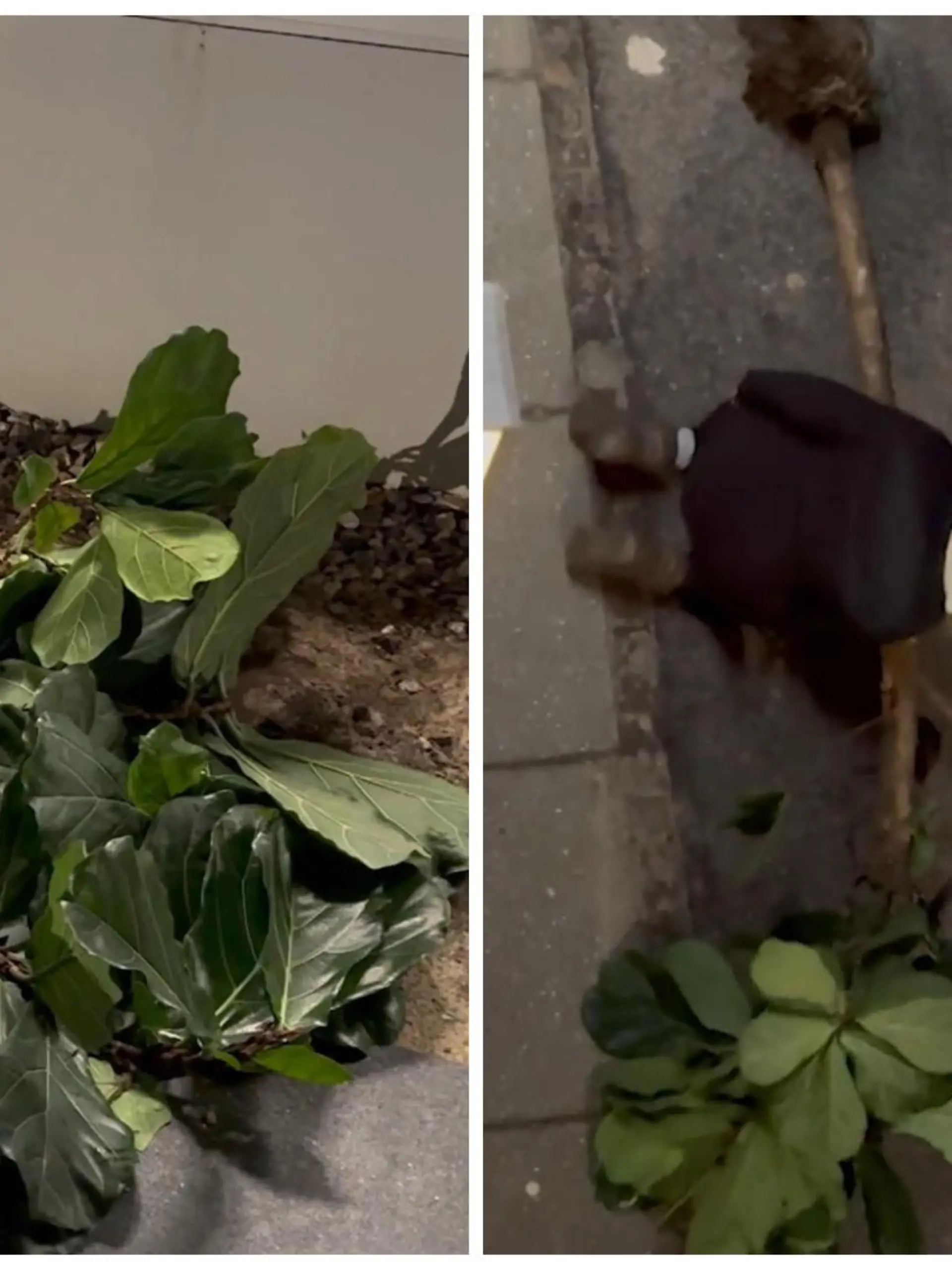 Diese junge Frau macht sich mit einer gestohlenen Palme aus dem Staub. Die dreiste Diebin soll die Pflanze aus einer Bibliothek entwendet haben. Dumm nur: An diesem Diebesgut hat sie sich krass verhoben – und jetzt hat sie’s schwer...