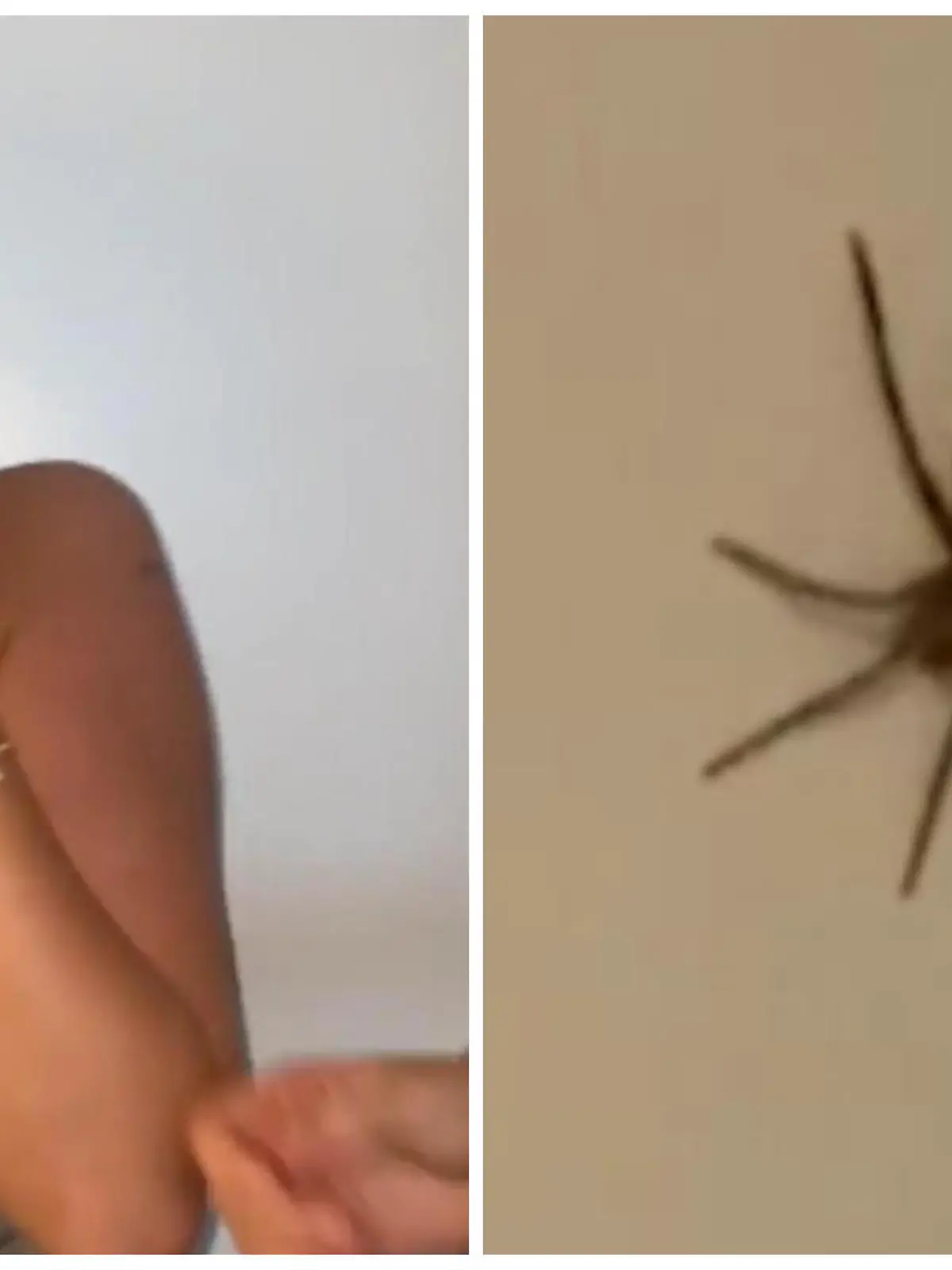 Schock in Australen Drei Britinnen entdecken plötzlich eine Riesenspinne in ihrem Bad.