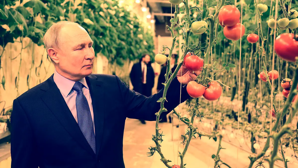 10.01.2024, Russland, Anadyr: Auf diesem von der staatlichen russischen Nachrichtenagentur Sputnik via AP veröffentlichte Foto zeigt Wladimir Putin, Präsident von Russland, der sich Tomaten bei einem einem Beusch der ganzjährigen Gewächshausfarm «Makatrov Peasant Farm» in der Region Tschukotka ansieht. Foto: Gavriil Grigorov/Pool Sputnik Kremlin/AP/dpa - ACHTUNG: Nur zur redaktionellen Verwendung und nur mit vollständiger Nennung des vorstehenden Credits +++ dpa-Bildfunk +++