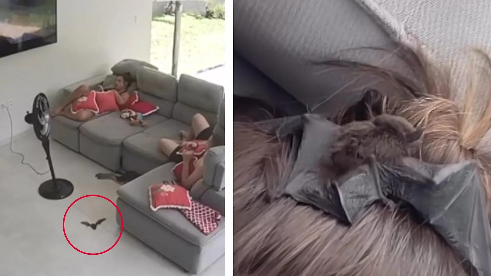 Fledermaus landet auf ihrem Kopf