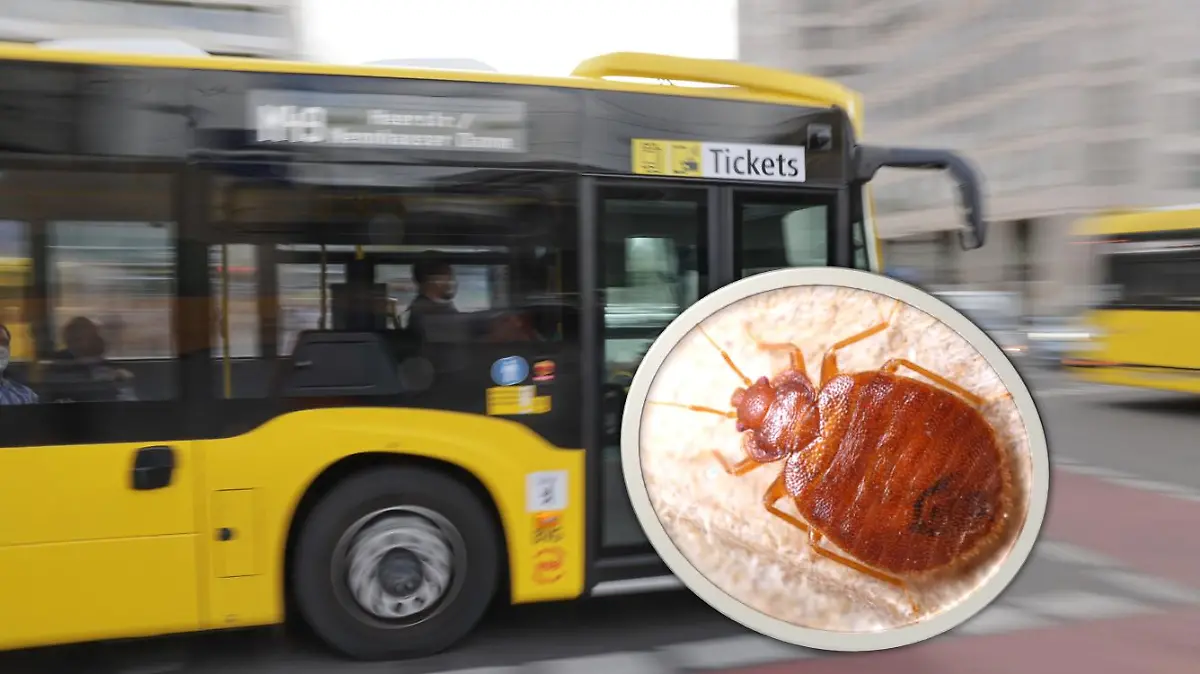 Berliner Bus Bettwanzen