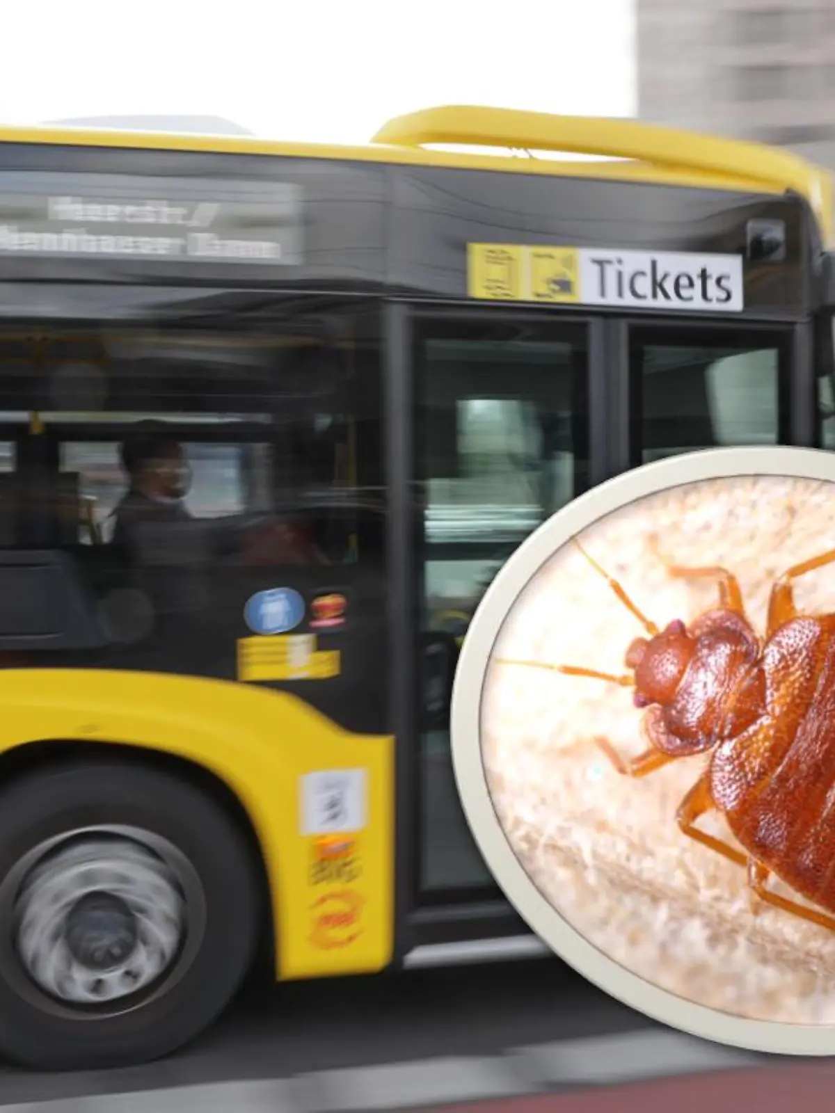 Berliner Bus Bettwanzen