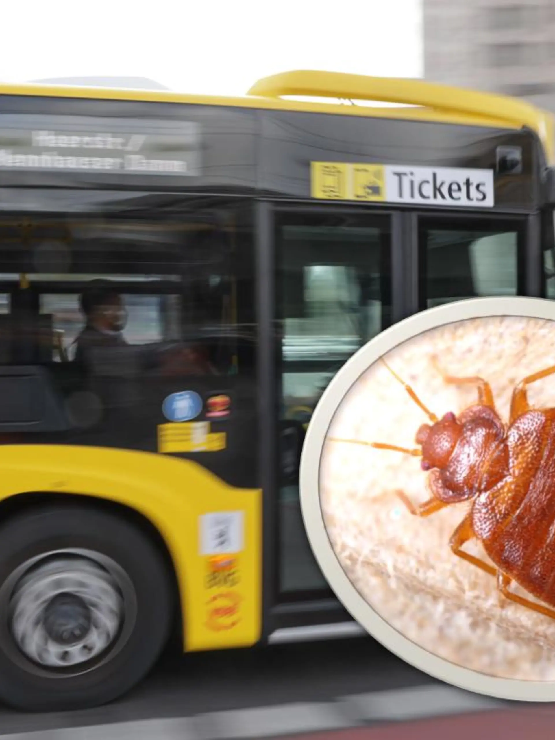 Berliner Bus Bettwanzen