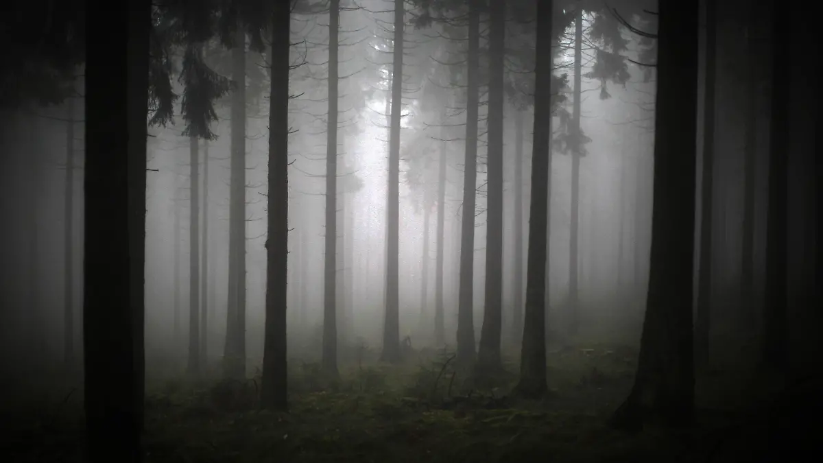 ARCHIV - Ein Blick in den vom Nebel verhangenen Wald, aufgenommen am 16.11.2013 auf dem Feldberg im Taunus bei Schmitten (Hessen). Foto: Fredrik von Erichsen/dpa (zu lhe-BLICKPUNKT "Waldzustandsbericht Hessen" vom 20.11.2014) +++(c) dpa - Bildfunk+++