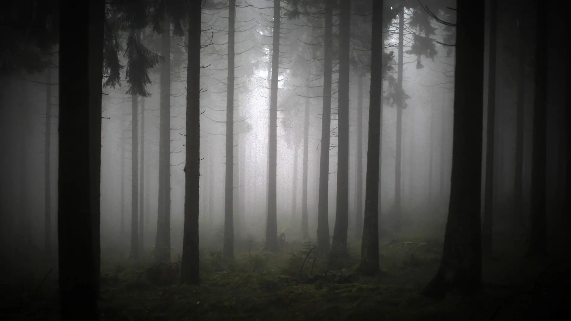 ARCHIV - Ein Blick in den vom Nebel verhangenen Wald, aufgenommen am 16.11.2013 auf dem Feldberg im Taunus bei Schmitten (Hessen). Foto: Fredrik von Erichsen/dpa (zu lhe-BLICKPUNKT "Waldzustandsbericht Hessen" vom 20.11.2014) +++(c) dpa - Bildfunk+++
