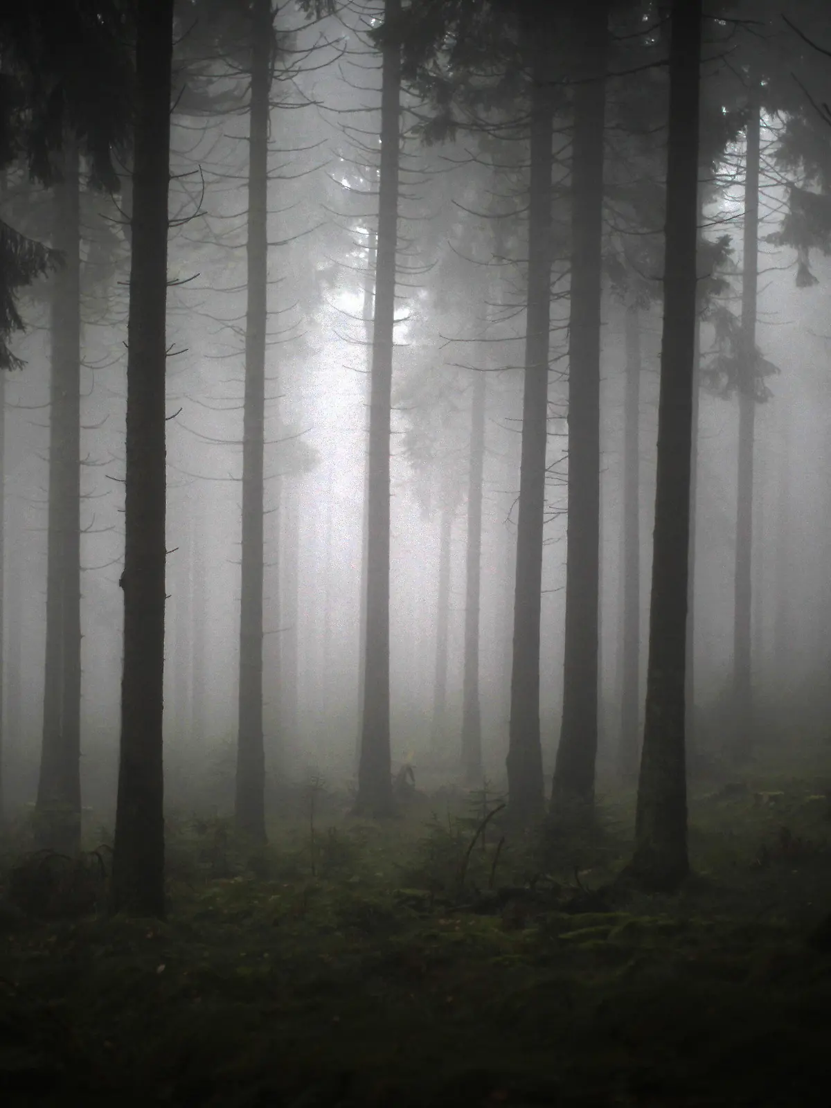 ARCHIV - Ein Blick in den vom Nebel verhangenen Wald, aufgenommen am 16.11.2013 auf dem Feldberg im Taunus bei Schmitten (Hessen). Foto: Fredrik von Erichsen/dpa (zu lhe-BLICKPUNKT "Waldzustandsbericht Hessen" vom 20.11.2014) +++(c) dpa - Bildfunk+++