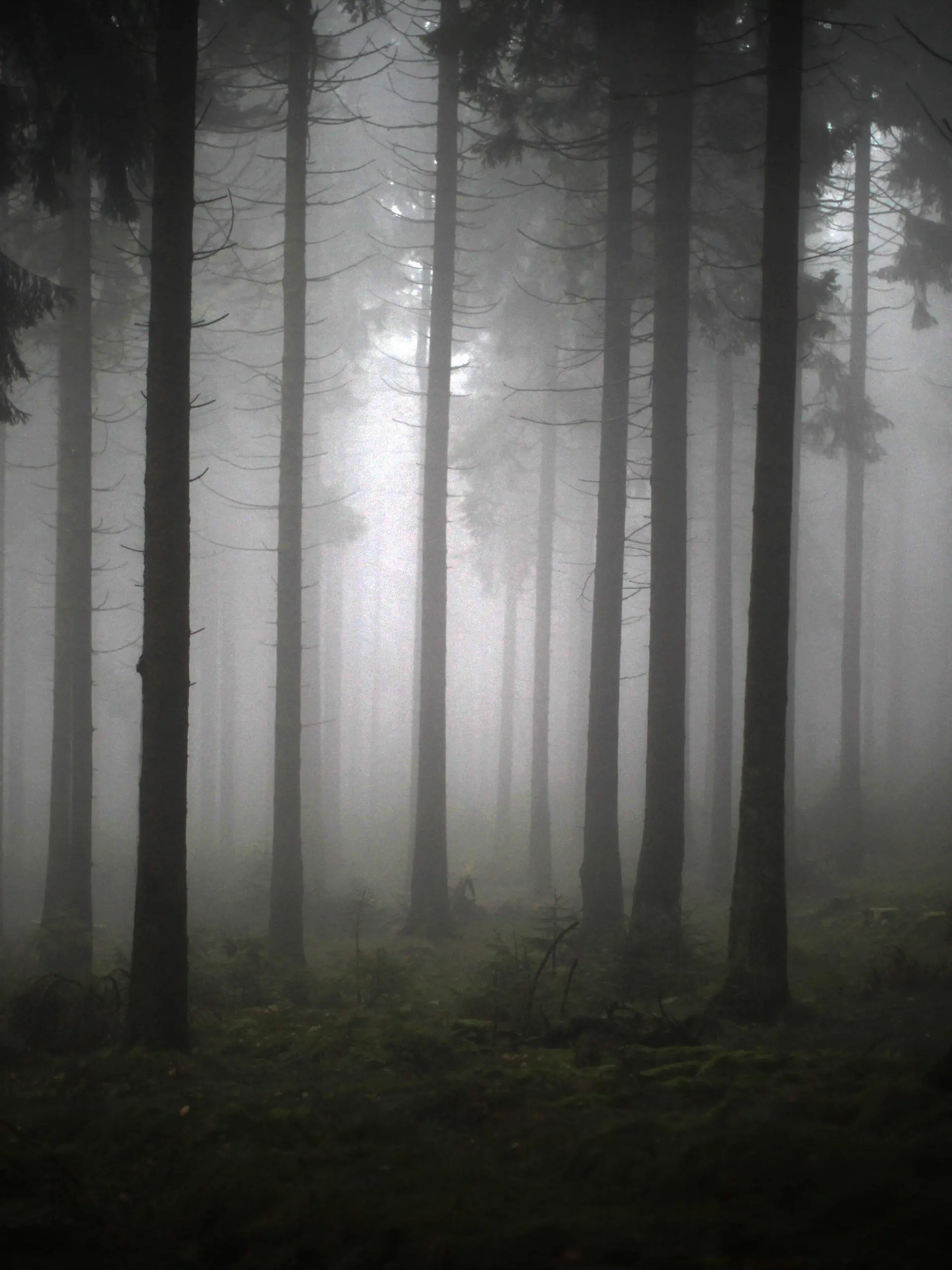 ARCHIV - Ein Blick in den vom Nebel verhangenen Wald, aufgenommen am 16.11.2013 auf dem Feldberg im Taunus bei Schmitten (Hessen). Foto: Fredrik von Erichsen/dpa (zu lhe-BLICKPUNKT "Waldzustandsbericht Hessen" vom 20.11.2014) +++(c) dpa - Bildfunk+++