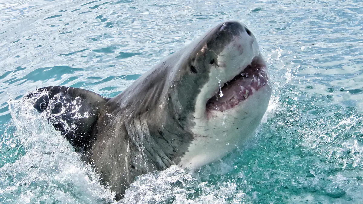 Great White Shark, Carcharodon carcharias, Gansbaai, Western Cape, South Africa, Africa