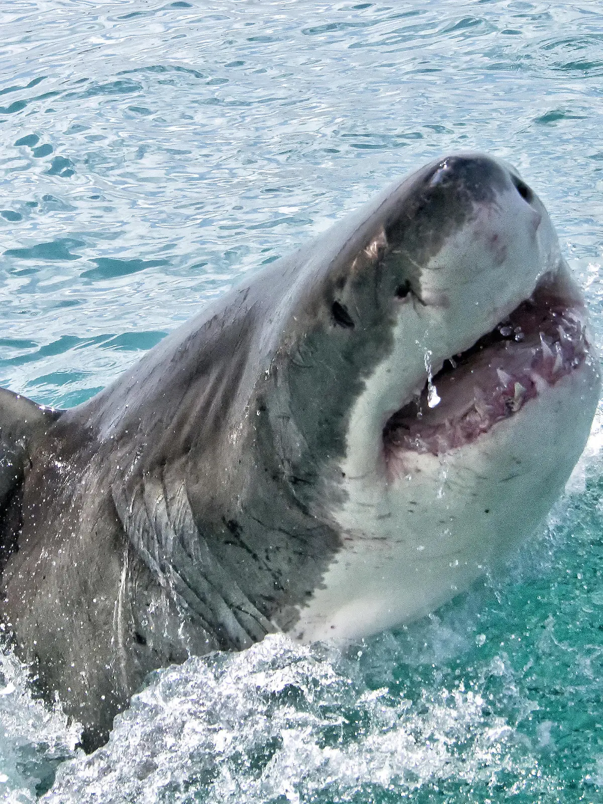 Great White Shark, Carcharodon carcharias, Gansbaai, Western Cape, South Africa, Africa