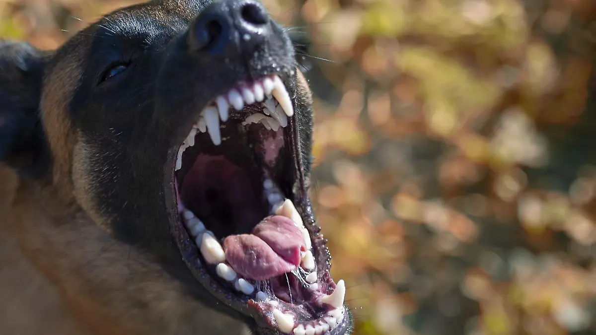 Schäferhund