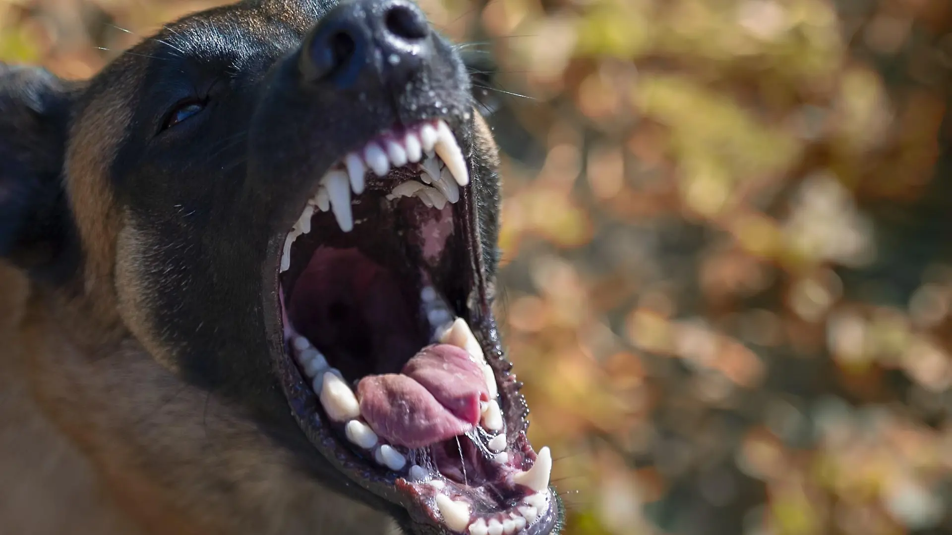Schäferhund