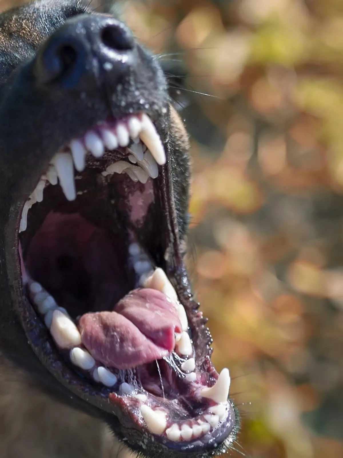 Schäferhund