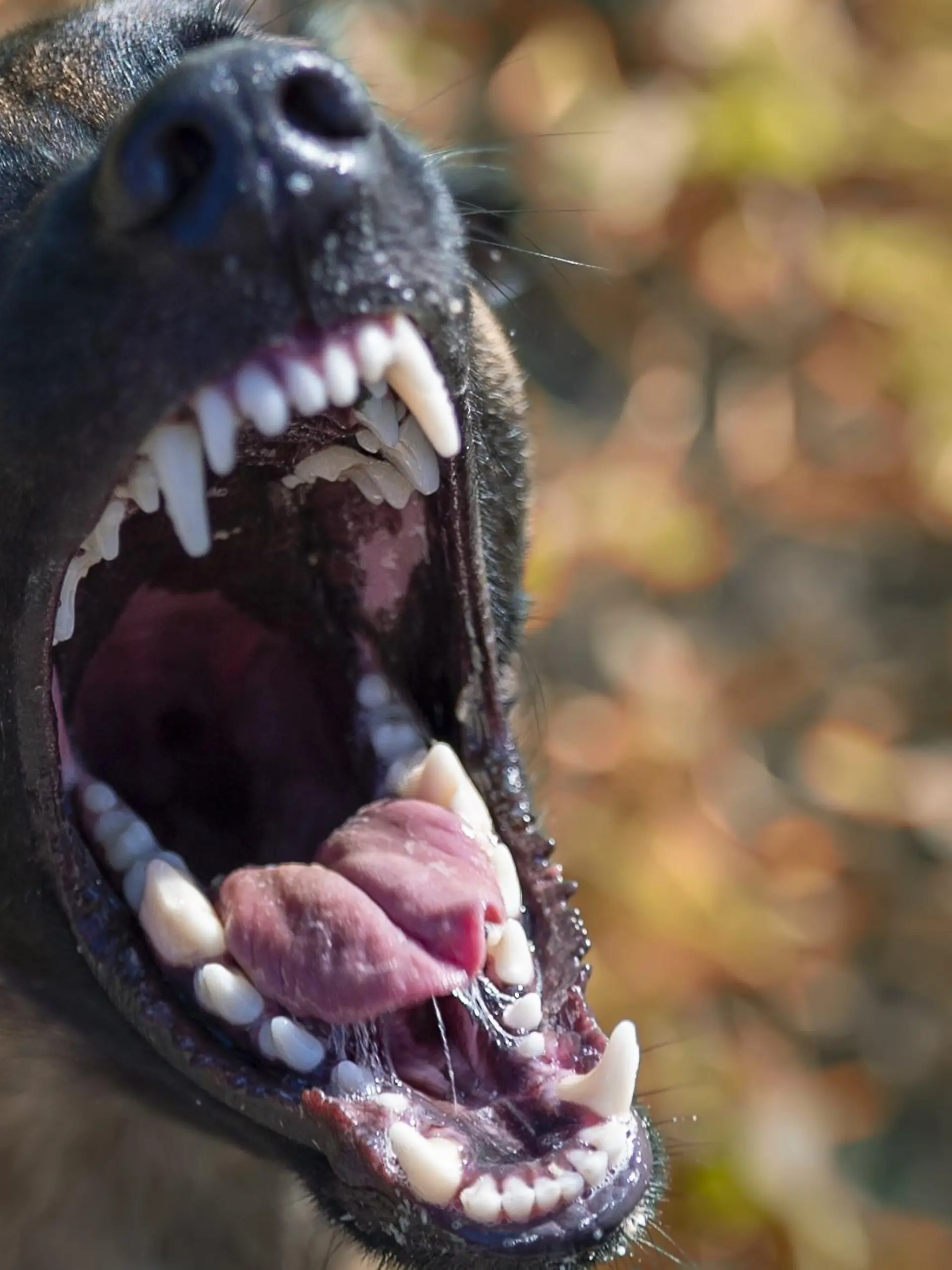 Schäferhund