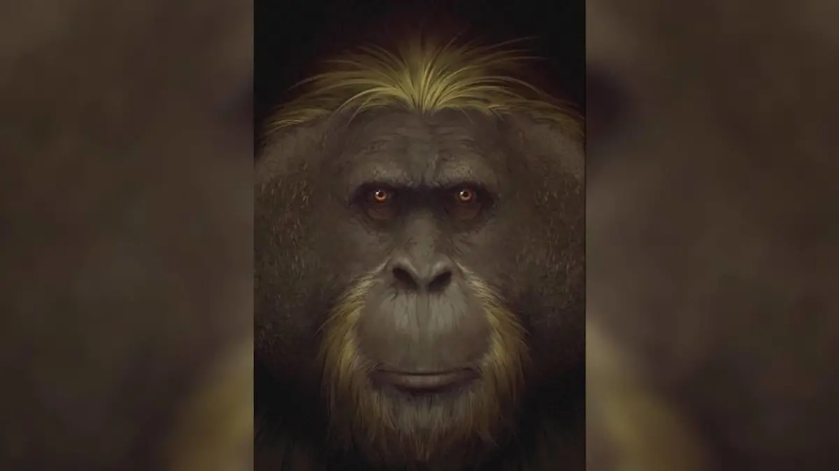 Uraffen-Art Gigantopithecus black