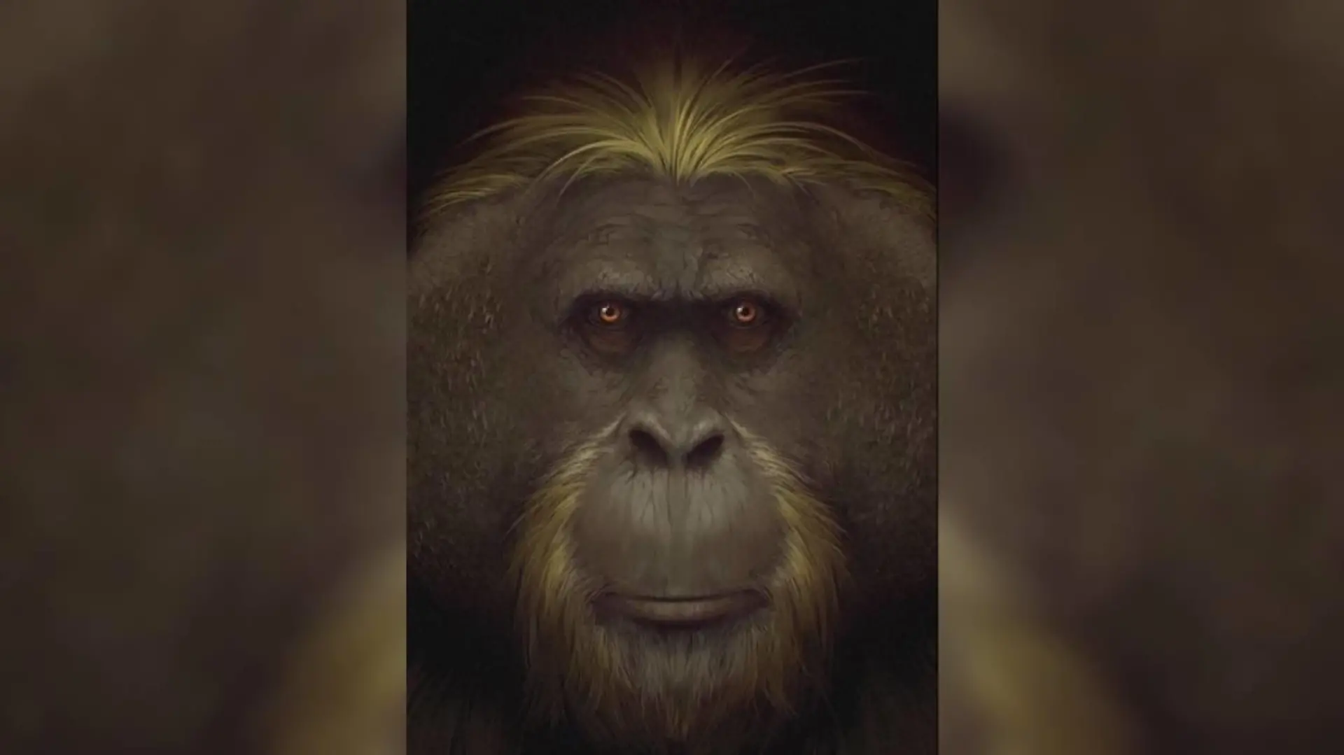Uraffen-Art Gigantopithecus black