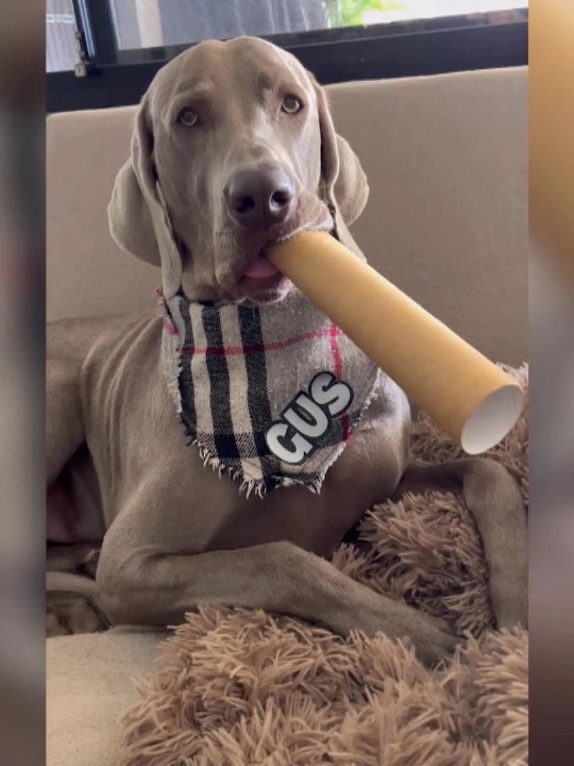 Versteckte Talente sind bei uns Menschen keine Seltenheit – ein Hund, der musizieren kann, hingegen schon. Der Weimaraner Gus mag nämlich, wie vermutlich jeder Hund, die Aufmerksamkeit seines Frauchens. Um diese noch effektiver zu bekommen, ist er kreativ geworden.