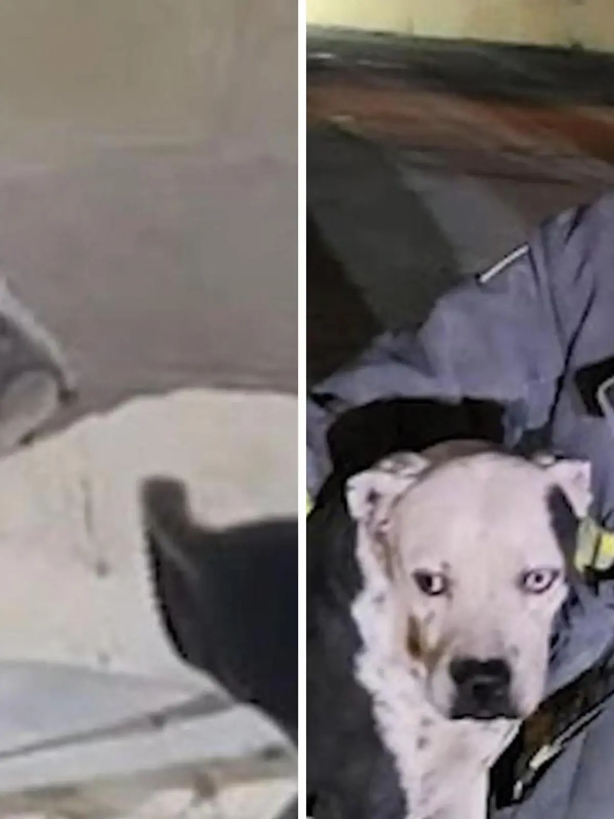 Hund Yanko war zwischen zwei Lagerhäusern eingeklemmt - elf Feuerwehrmänner mussten zur Hilfe eilen. Die dramatische Rettung - im Video.