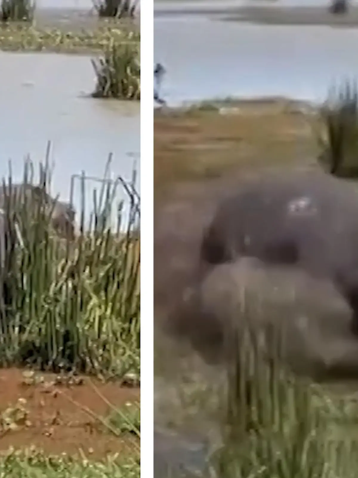 Eine hungrige Hyäne aus dem Ngorongoro Krater Nationalpark in Tansania schleicht sich an ein Nilpferd ran. Doch der vermeintliche Kadaver ist lebendiger als gedacht - im Video.