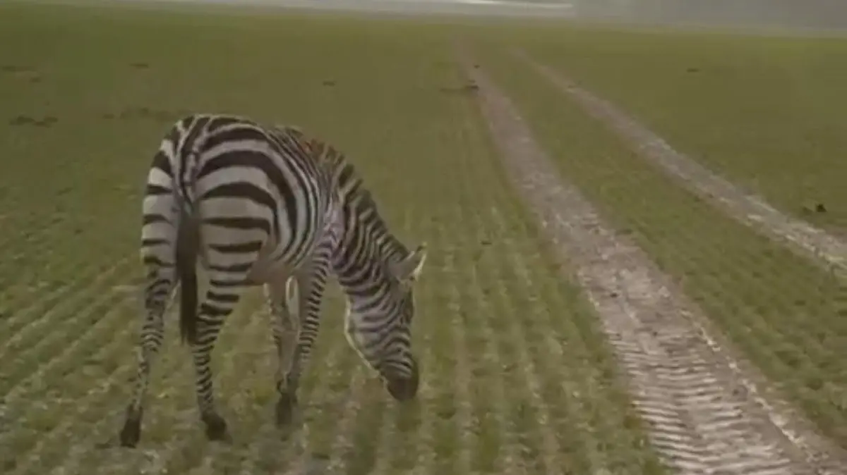 Auf einem Feld wurde ein Zebra gesehen, eine Zeugin hatte das freilaufende Tier der Polizei gemeldet.