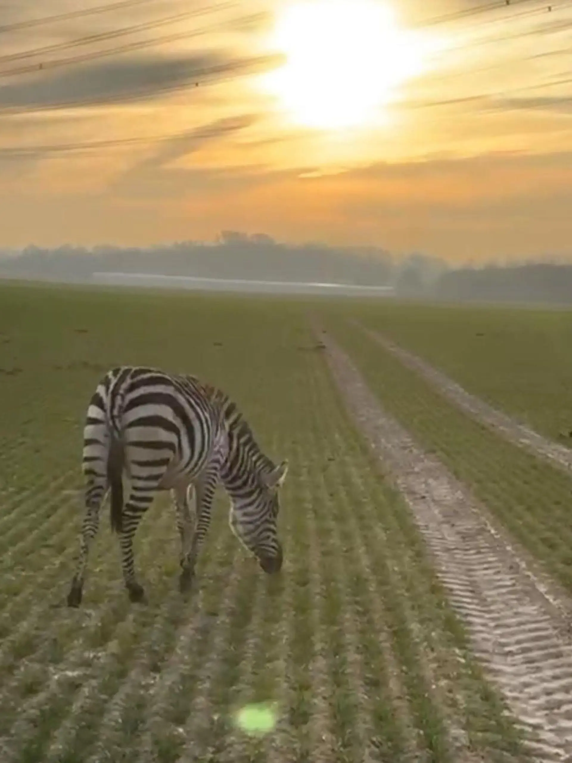 Auf einem Feld wurde ein Zebra gesehen, eine Zeugin hatte das freilaufende Tier der Polizei gemeldet.