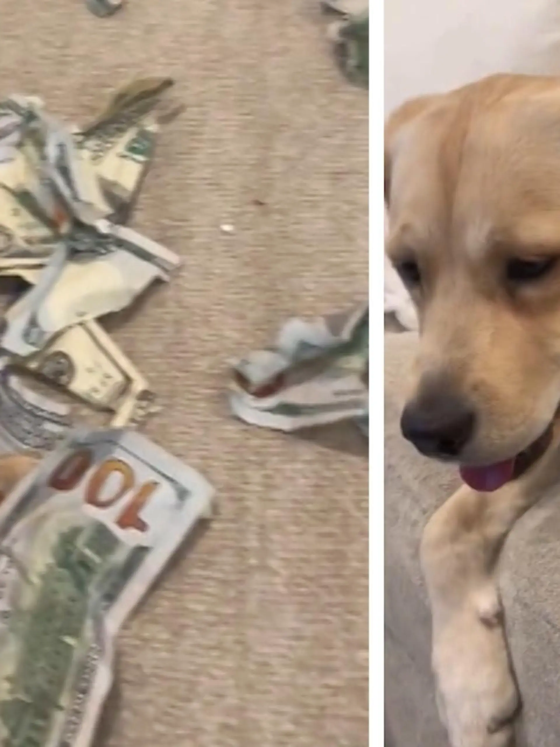Diesen Anblick werden die zwei Hundebesitzer wohl nie vergessen: Als das Ehepaar nach Hause kommt, wartet ein Haufen zerfetzter Dollarscheine auf sie. Ihr Labrador Zoey, der nur für zwei Stunden alleine zuhause gelassen wurde, wollte sich wohl die Zeit vertreiben und etwas spielen. Blöd nur, dass als einziges „Spielzeug“ in der Nähe 2000 Dollar in Scheinen rumlagen. Der Ehemann hat sich das Geld erst mühsam mit einem Nebenjob in der Baubranche verdient. Wie das Ehepaar versucht hat, das Geld zu retten, sehen Sie im Video.