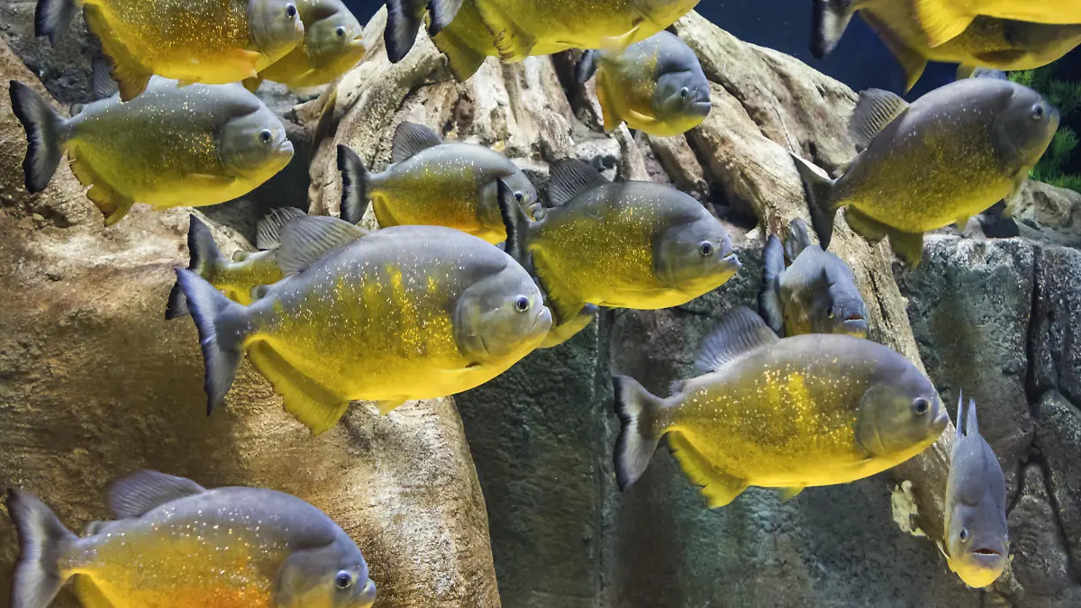 Piraya, Piranha, Karibenfisch (Serrasalmus piraya), grosser Schwarm, USA, Arizona | piranha (Serrasalmus piraya), large school, USA, Arizona