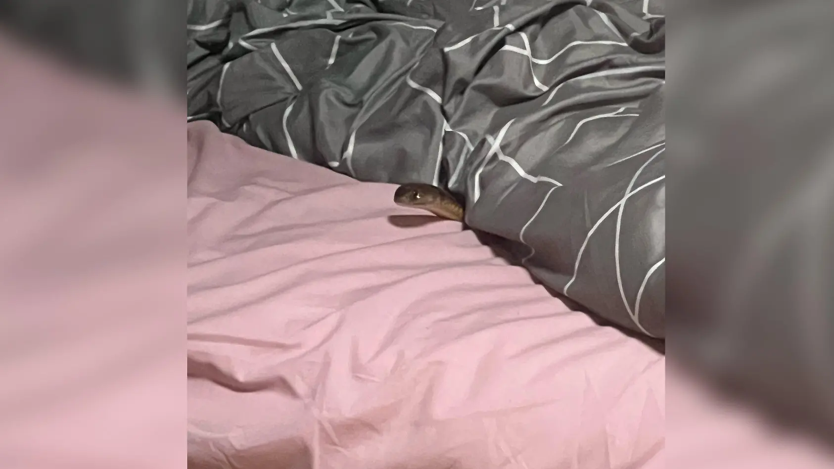 Giftschlange beißt Frau im Schlaf