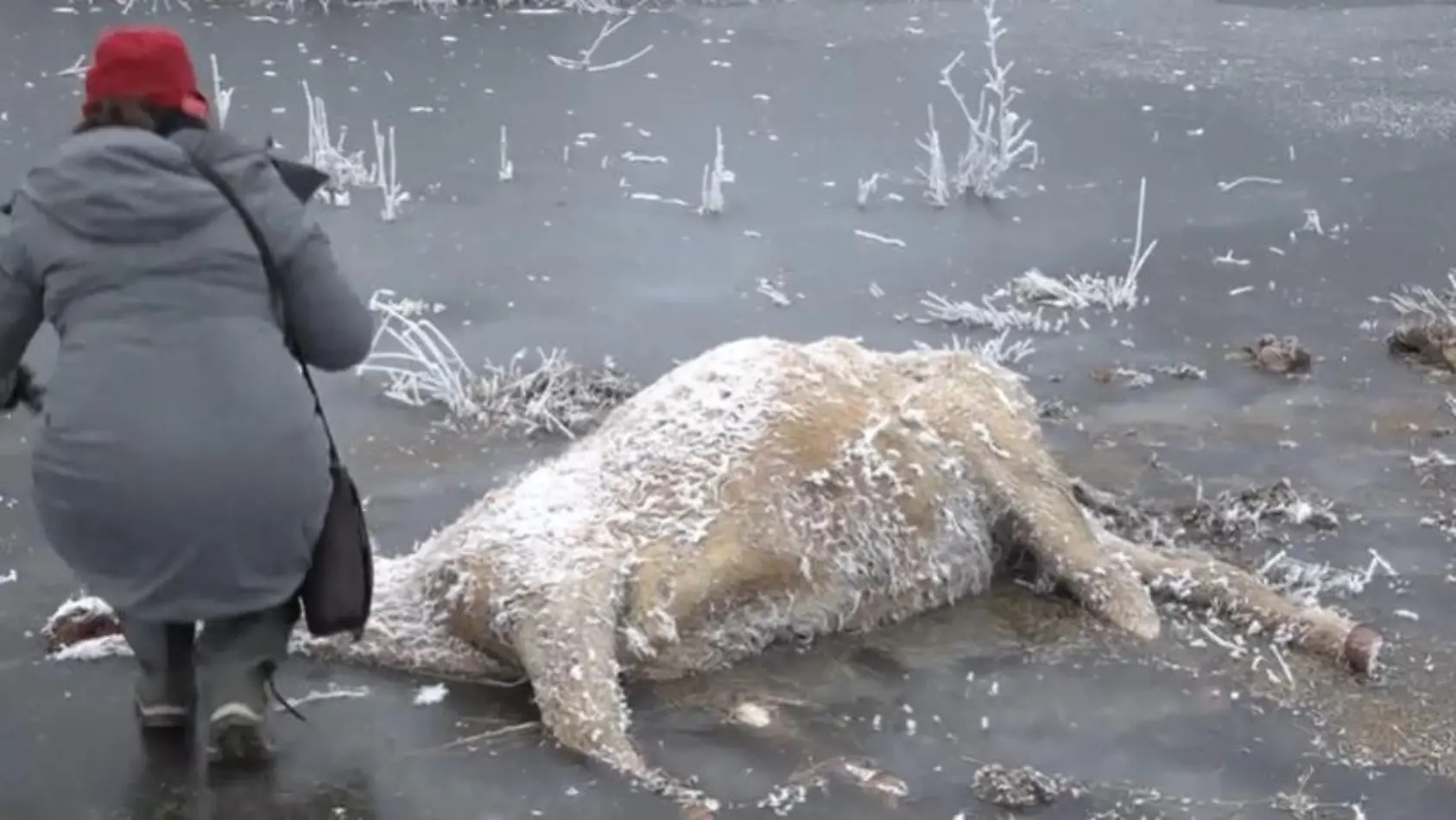 Horror auf Weide: Kühe erfroren!