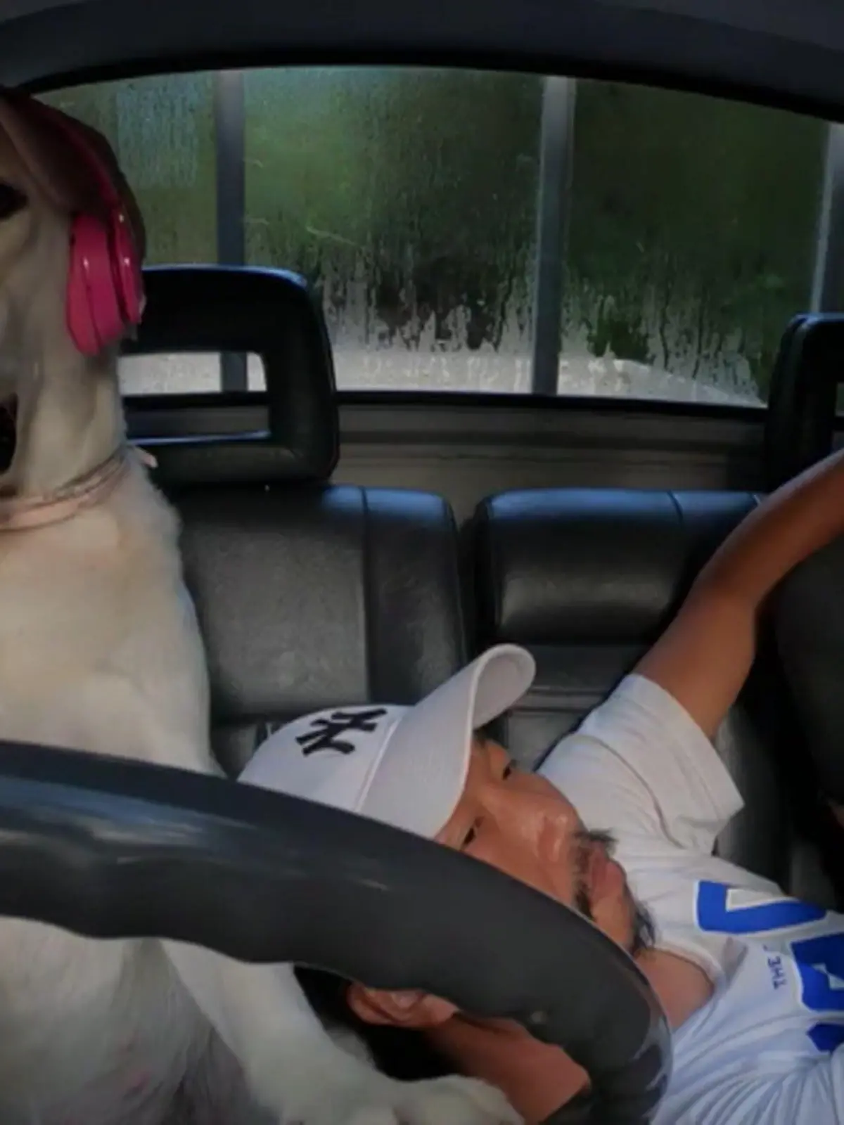 Dieser Hund weiß, wie es läuft, beziehungsweise fährt! Denn der Labrador sitzt ganz alleine hinter dem Lenkrad und fährt sein Herrchen in Thailand durch die Gegend. Und nein, es ist kein modernes Auto, das selber fahren kann. Was dahinter steckt, seht ihr im Video.
