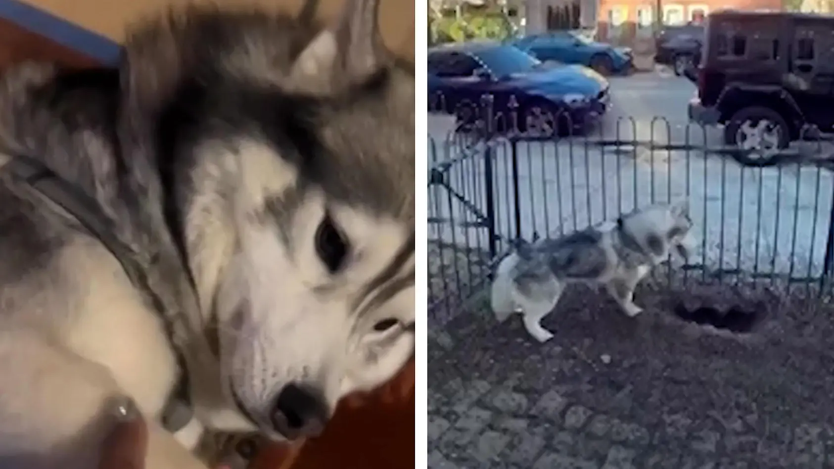 Husky rettet Nachbarschaft das Leben