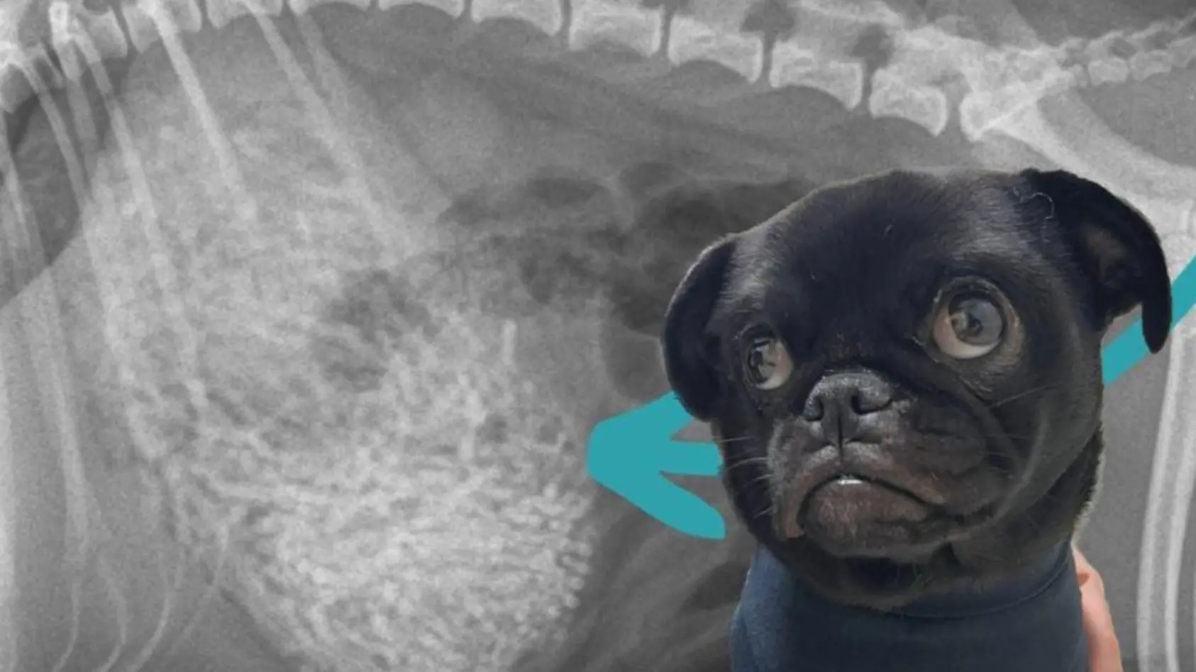 Was hat Hündin aus...ääh aufgefressen?