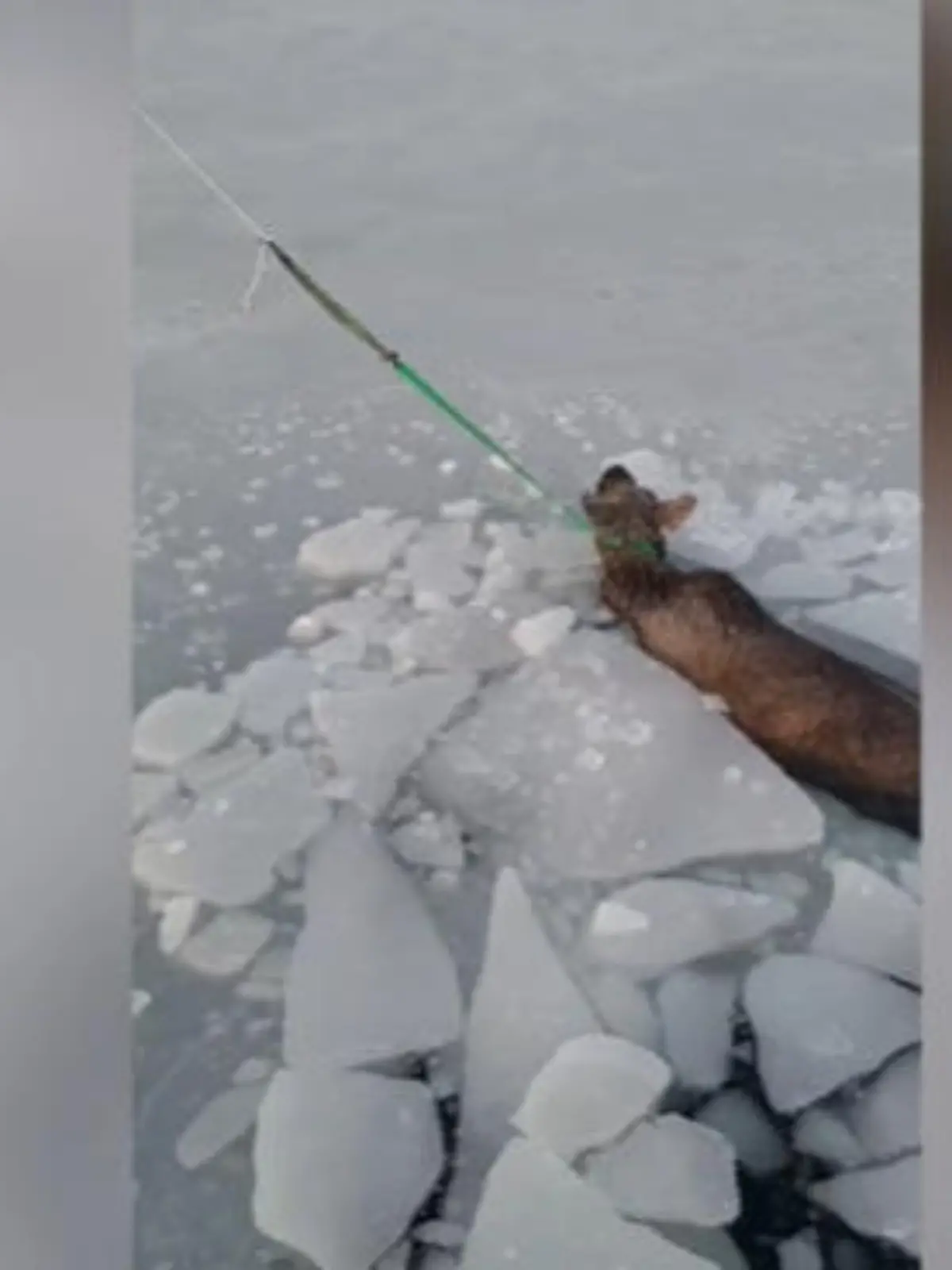 Für diesen Elch kommt die Rettung wirklich in letzter Minute. Das Tier ist ins Eis eingebrochen und schafft es aus eigener Kraft nicht mehr aus dem Wasser. 
Die spannende Rettungsaktion sehen Sie im Video