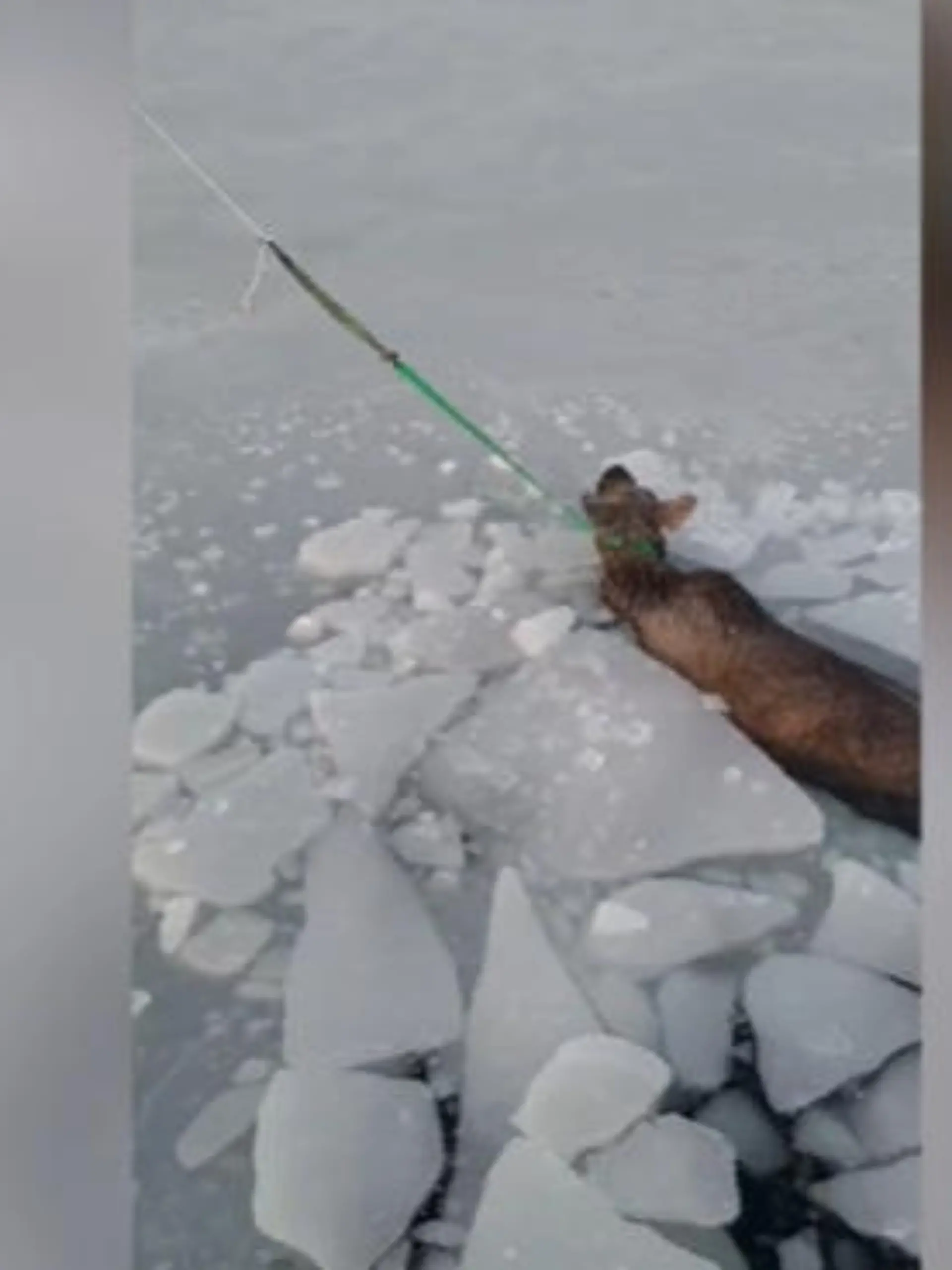 Für diesen Elch kommt die Rettung wirklich in letzter Minute. Das Tier ist ins Eis eingebrochen und schafft es aus eigener Kraft nicht mehr aus dem Wasser. 
Die spannende Rettungsaktion sehen Sie im Video