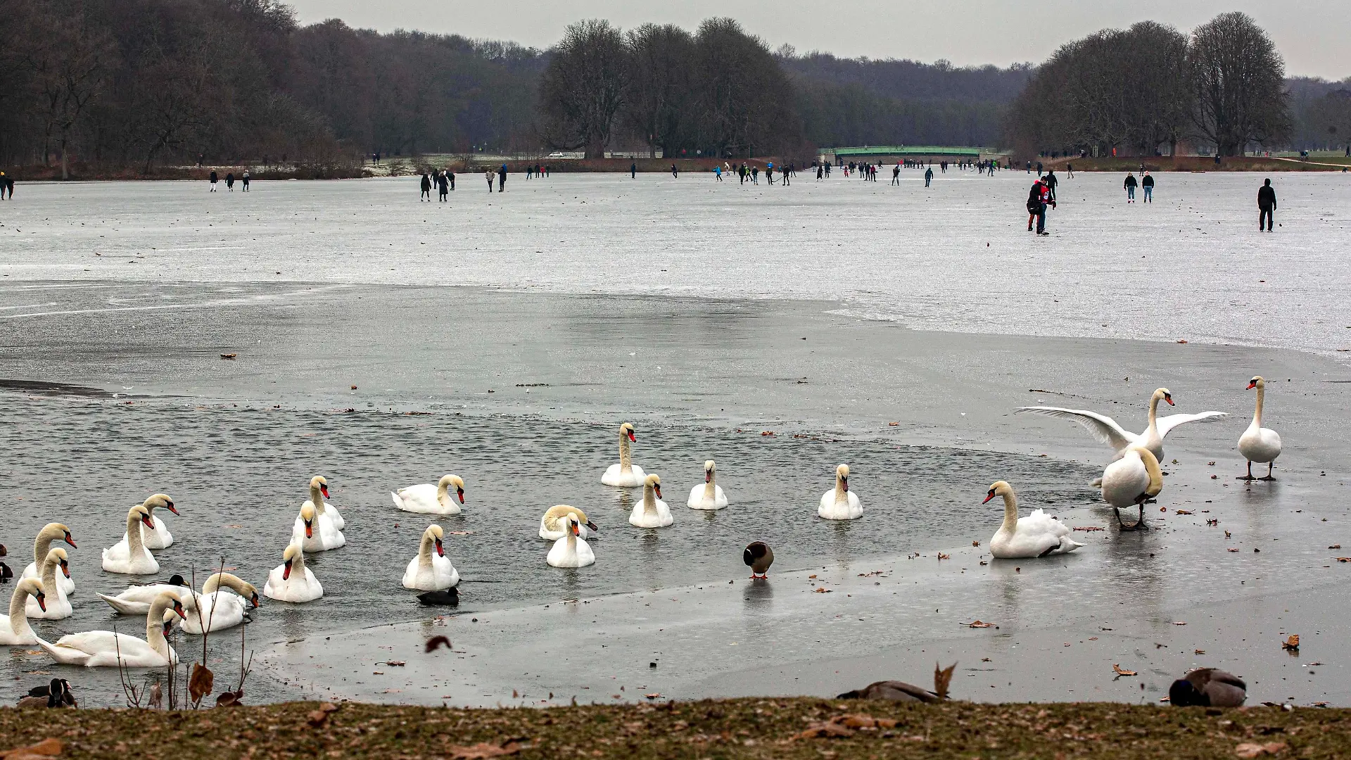 Schlittschuhfahrer und Spaziergänger sind auf dem zugefrorenen Decksteiner Weiher im Stadtwald in Köln unterwegs. Die Statd warnt wegen steigender Temperaturen vor dem Betreten der Eisfläche. Winterimpressionen in Köln *** Skaters and walkers are on the frozen Decksteiner Weiher in the Stadtwald in Cologne The Statd warns against entering the ice surface because of rising temperatures Winter impressions in Cologne