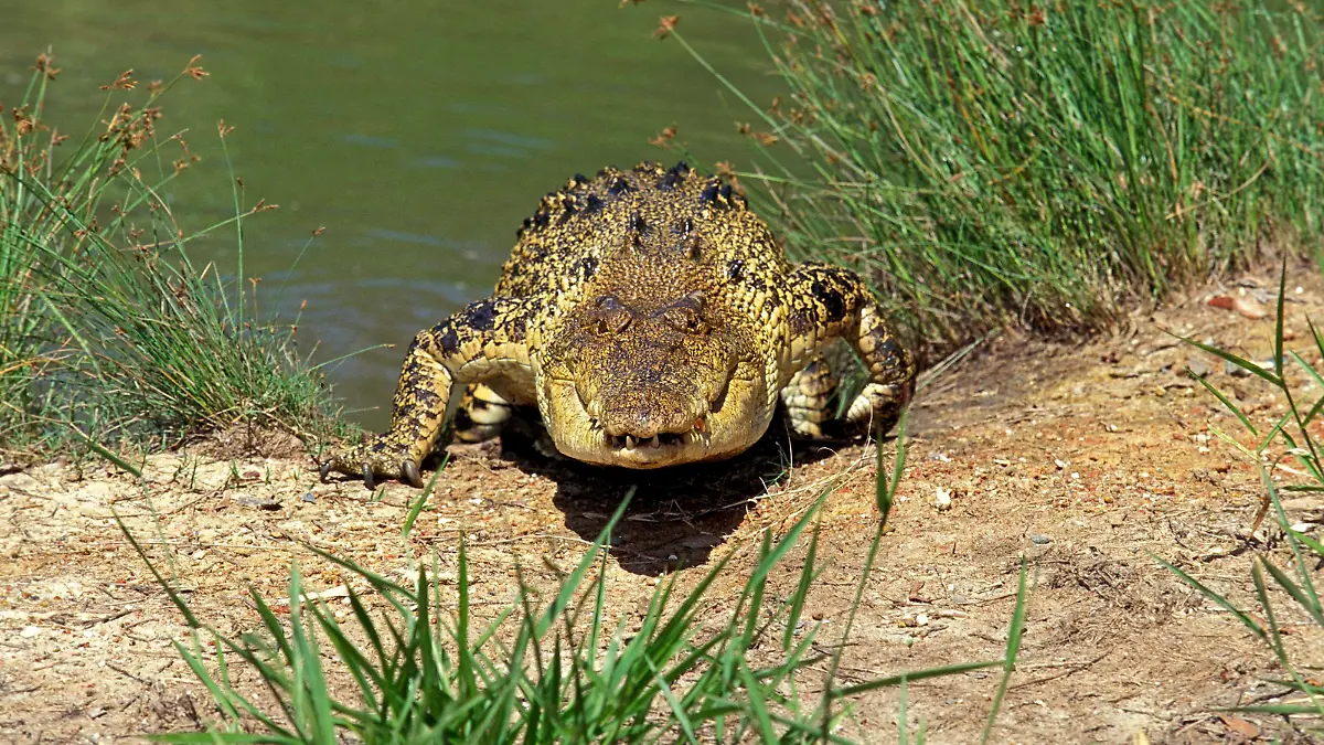 AUS, 2010: Leistenkrokodil, Salzwasserkrokodil (Crocodylus porosus) kommt aus dem Wasser. [en] Estuarine Crocodile, Saltwater Crocodile (Crocodylus porosus) coming ashore. | FRA, 2010: Estuarine Crocodile, Saltwater Crocodile (Crocodylus porosus) coming ashore.