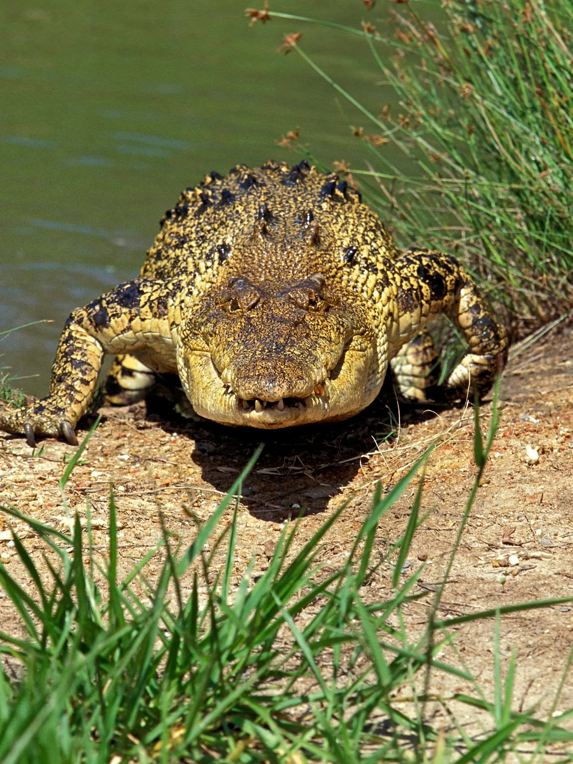 AUS, 2010: Leistenkrokodil, Salzwasserkrokodil (Crocodylus porosus) kommt aus dem Wasser. [en] Estuarine Crocodile, Saltwater Crocodile (Crocodylus porosus) coming ashore. | FRA, 2010: Estuarine Crocodile, Saltwater Crocodile (Crocodylus porosus) coming ashore.