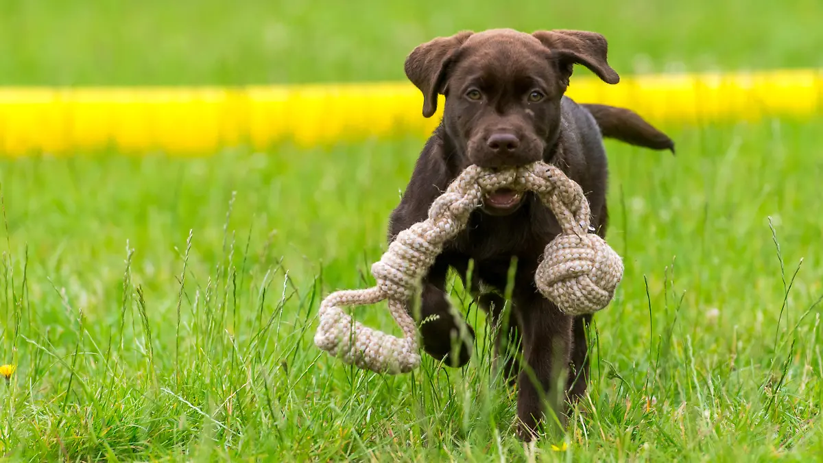Ein Labrador-Welpe traegt am 03.07.2020 in Flensburg ein Hundespielzeug. Foto: Benjamin Nolte