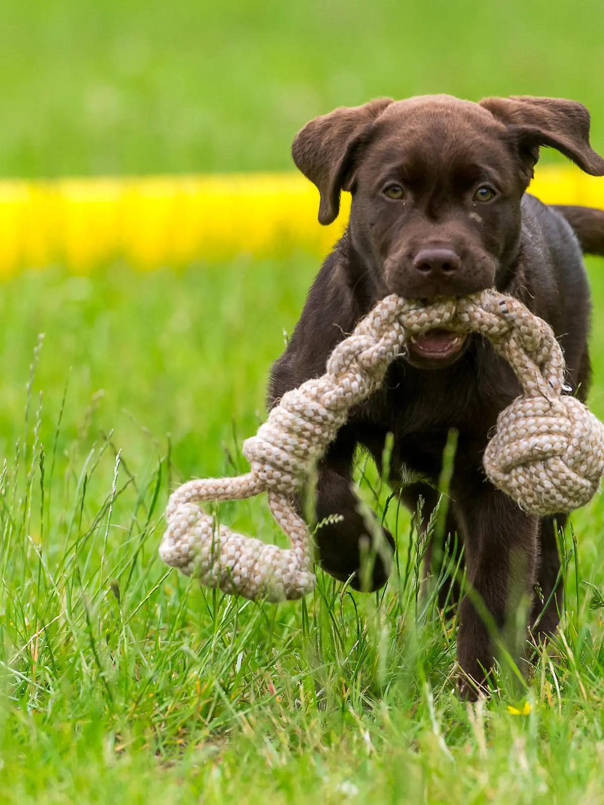 Ein Labrador-Welpe traegt am 03.07.2020 in Flensburg ein Hundespielzeug. Foto: Benjamin Nolte