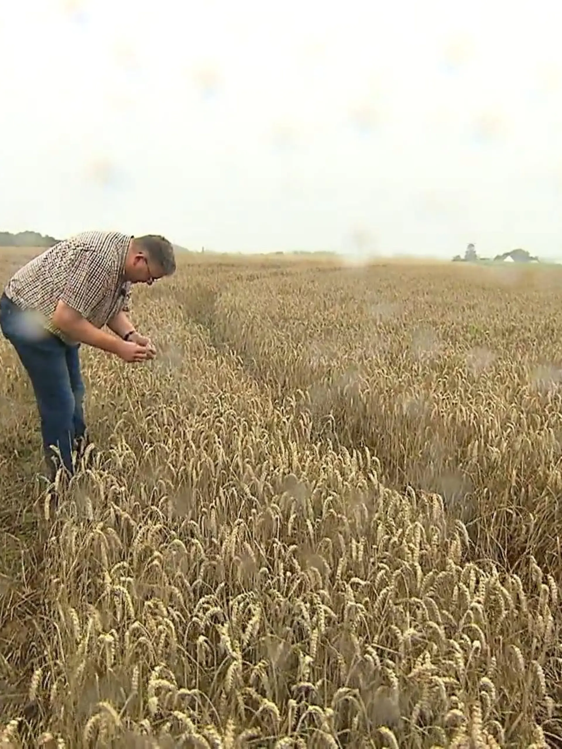 Bild zu: "Bauern können kein Roggen ernten"