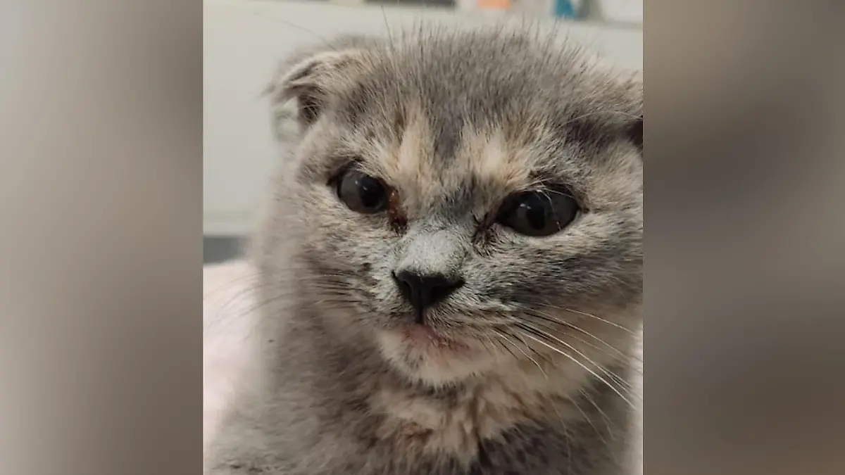 Faltohrkatze