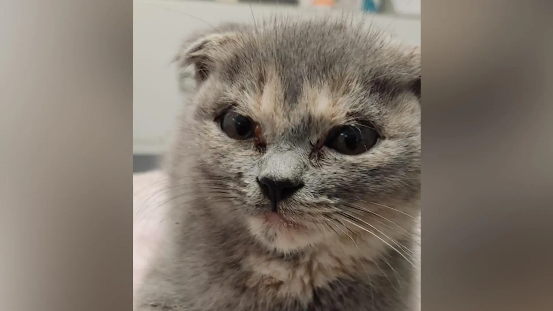 Faltohrkatze